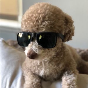 Meet your Posher, Stella